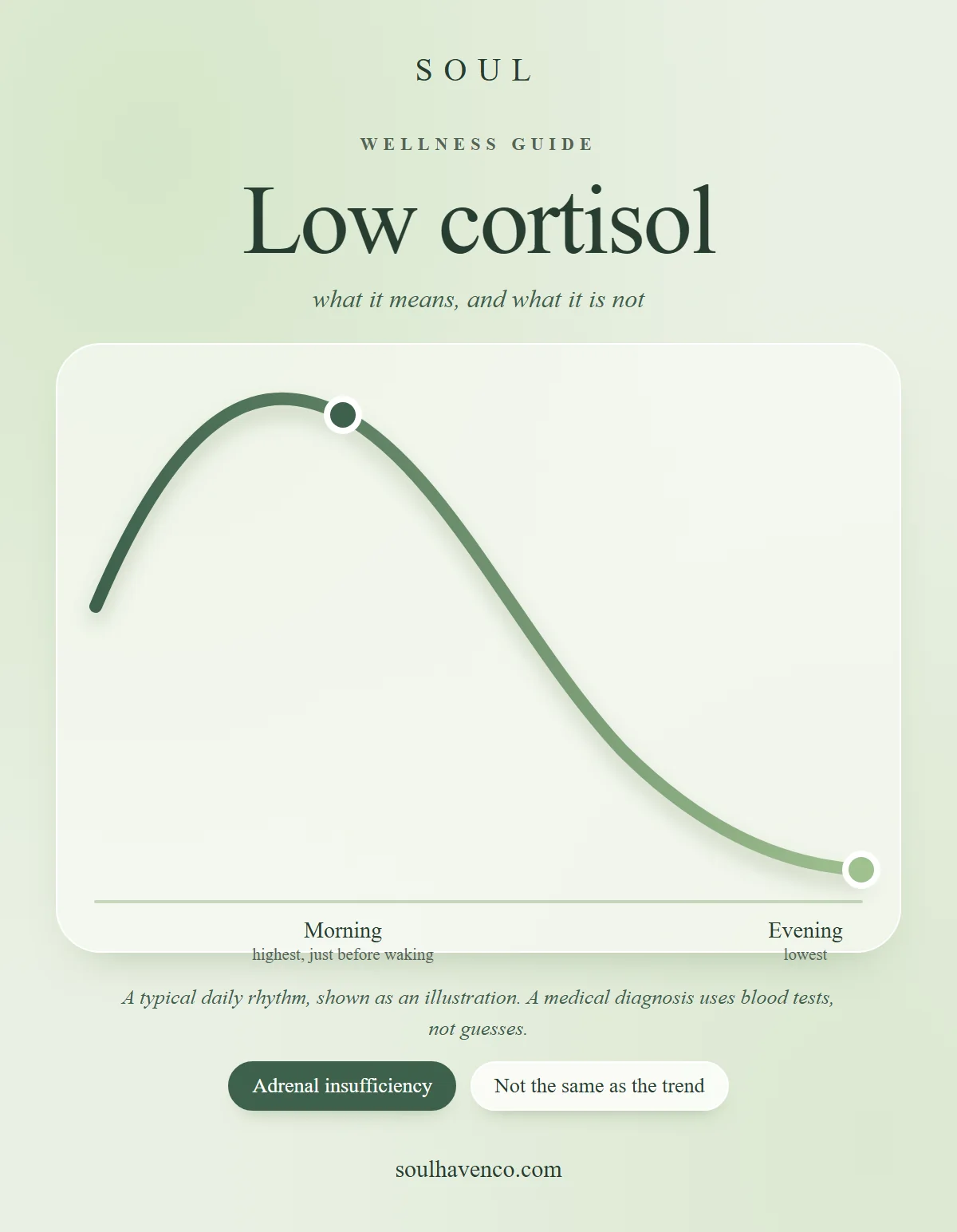 A gentle curve showing cortisol highest in the morning and lowest in the evening, on a soft sage background